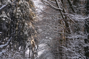 Landschaft