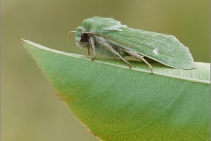 Nachtfalter