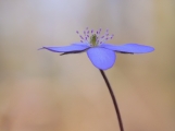 p1130110kopieweb2