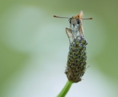 p1240300kopieschnittneuwebxy