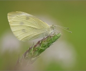 p1240935kopie_neufertig_passig_gemacht12