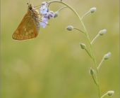 rostfarbiger-dickkopffalter-ochlodes-sylvanus