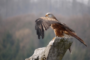 Vögel