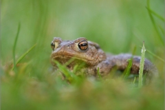 Amphibien & Reptilien