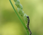 p1020982kopieweb