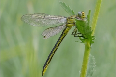 Großlibellen