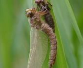 p1020825-kopie12fertig