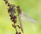 p1030112-kopieneufertigentr