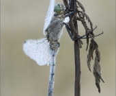 p1170882_kopie123_passig_gemacht1