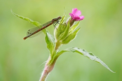 Kleinlibellen