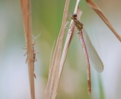 p1020790kopiewebgrad