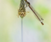 p1090668-kopieentrschnittfertig