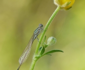 p1230235kopiefarbeentrweb