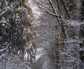 p1190230schneewaldweb
