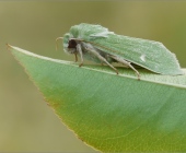 Grüneule (Calamia tridens)