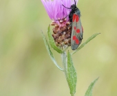 p1040862_kopieweb1