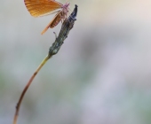 p1150815kopieweb4
