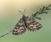 p1220900web