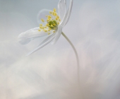 p1010965_kopieweb12