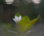p1090415kopieiweb