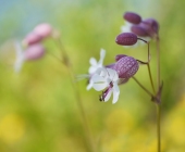 p1140981-leimkrautweb2