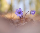 p1170732kopieweb