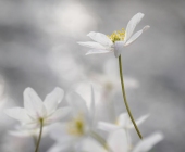p1210243kopieweb