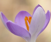 p1230242kopieweb