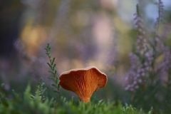 Pilze & Flechten