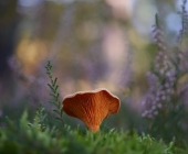 p1050629-kopiefffertigwebfertiiiig