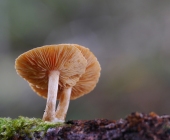 p1050721-kopiewebentr