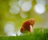 p1050764kopiewebgrad