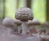 p1050786farbefertigauswahlschnittweb1