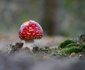 p1050981kopieauswahlfarbescharfweb3