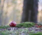 p1060025kopiekopieweb