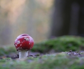 p1060040kopiewebheller