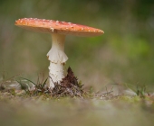 p1110963kopiewebgrad