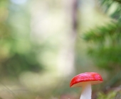 p1120250kopieentr1web2