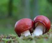 p1120343_passig_gemacht