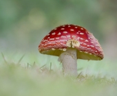 p1120699fliegenpilzneu