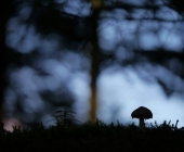 p1180271kopiefastfertigneuseieneu