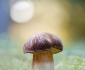 p1180318kopieneuerweb