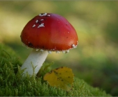 p1180588_kopiefertig_passig_gemacht1