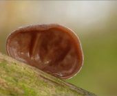 p1230115_kopieneu1_passig_gemacht