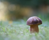 pummelchen2entrauscht