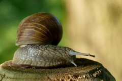 Schnecken