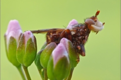 Sonstige Insekten & Spinnen
