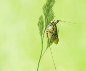 p1090751kopieweb