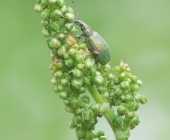 p1230129kweb