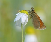 contest_passig_gemacht12web